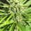 Miniature : Girl Scout Cookies auto