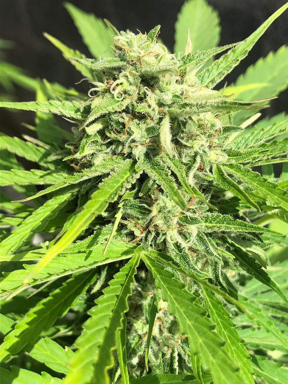 Miniature : graines de collection girl scout cookies autofloraison dalon seeds