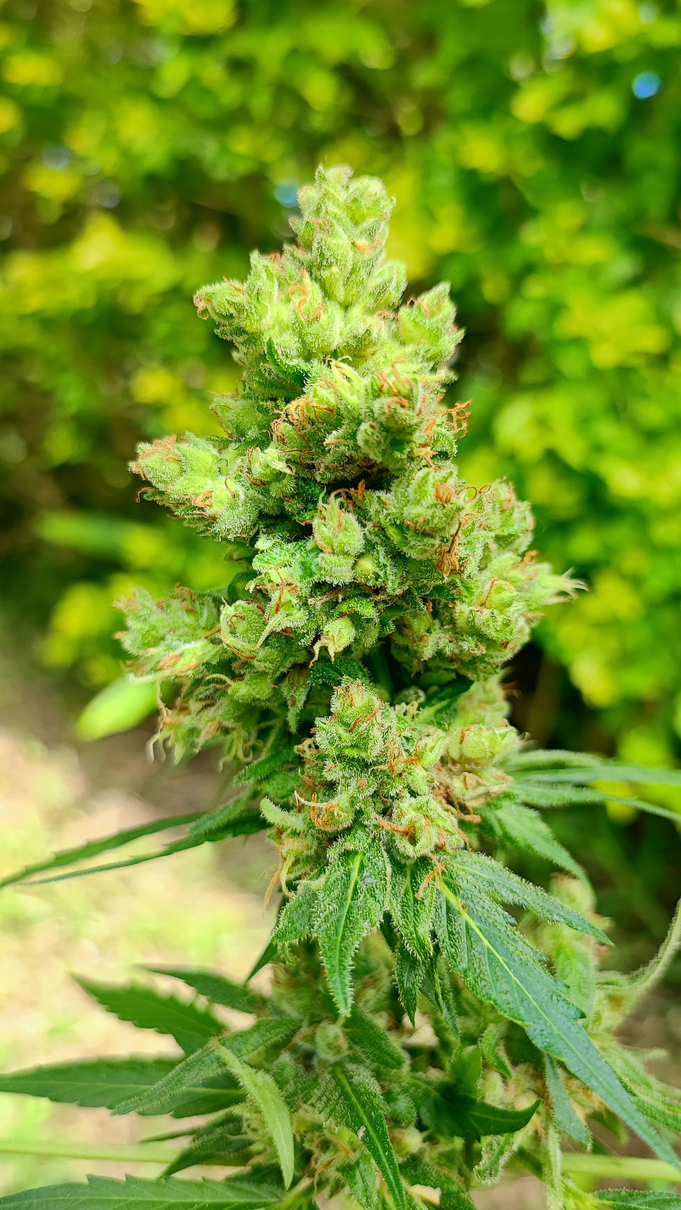 Miniature : belle fleur orange bud autofloraison dalon seeds