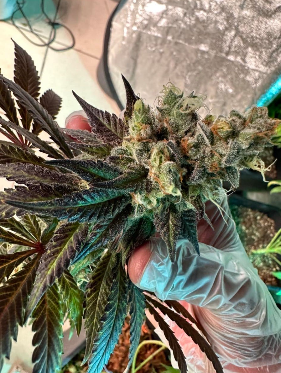 Miniature : graines de collection blue sherbert 13 dalon seeds réunion 974