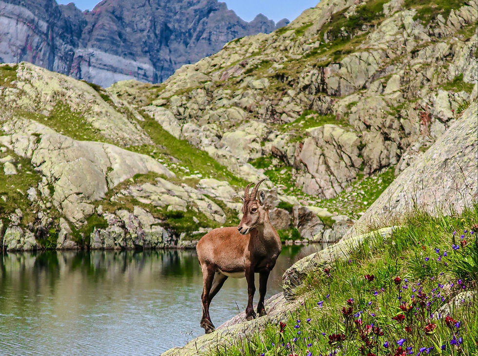 Balcony trail running Chamonix to Swiss border Alps France Run Weekends trail running vacation Europe