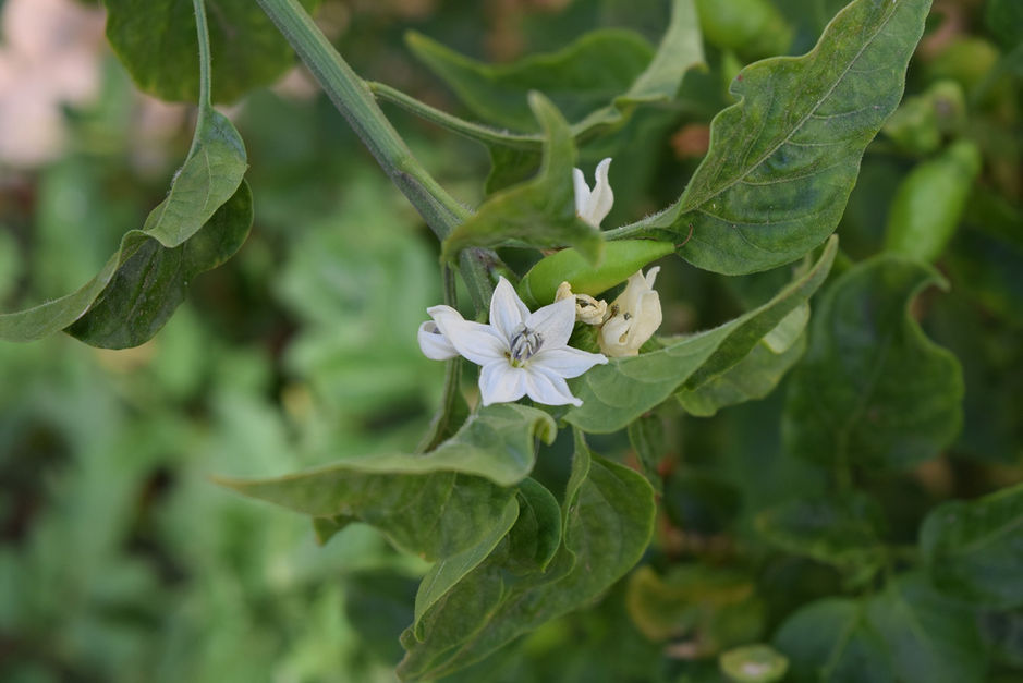 El mundo de los chiles y pimientos
