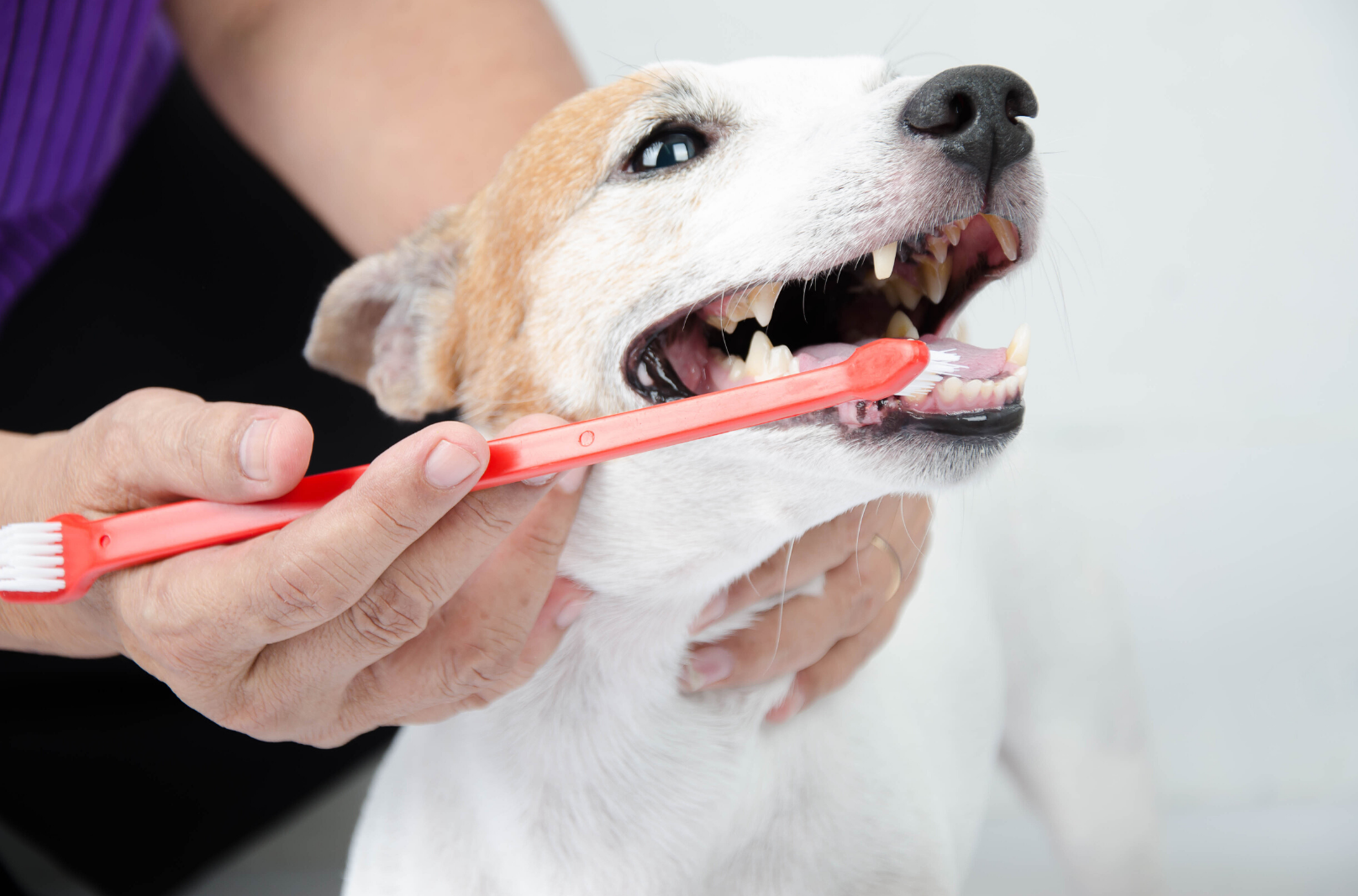 Dental Health At Home