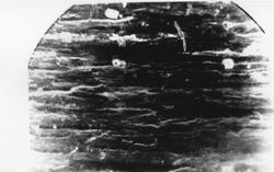 wood microscope_edited