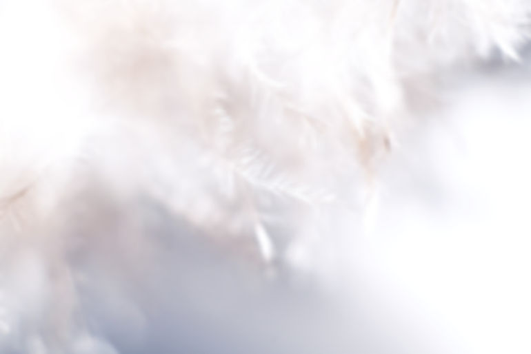 Soft Feather Macro_edited_edited.jpg