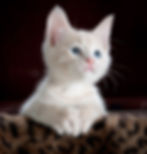A cream-colored kitten with blue eyes resting on a leopard-print blanket, illustrating the concept of AI image recognition with the joke ‘mathematically speaking, is this a cat?’ to explain how AI identifies images more effectively than traditional computing.