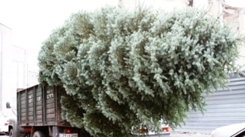 Նոր Նորքի «Վերածնունդ» այգուց գողացել են 15 հատ արծաթափայլ եղևնի