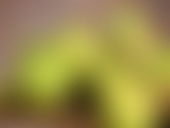 Քաղցկեղի դեմ, մարսողության համար և ոչ միայն․ ինչու է պետք օրական տանձ ուտել