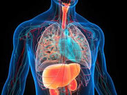 Գիտնականները նոր մեթոդի միջոցով պարզել են, թե ինչ արագությամբ են ծերանում մեր օրգանները