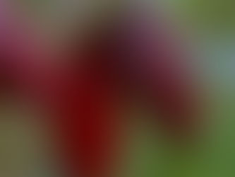 Կլիմայի փոփոխությունը սպառնում է կակաոյի համաշխարհային արտադրությանը