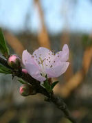 Ինչ եղանակ է սպասվում առաջիկա օրերին