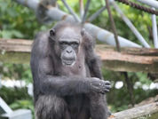 Սատկել է 49-ամյա շիմպանզեն, որը կարողանում էր հաշվել և նկարել