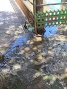 Երևանի Նորագավիթ թաղամասում կեղտաջրերը լցվում են տան նկուղներ և հողամասեր