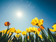 Բարձր ջերմաստիճանը կպահպանվի. եղանակն առաջիկա օրերին