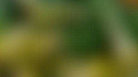 Բուժիչ շրեշը․ գարնանային այս կանաչին կօգնի հոդերի ցավի, աչքի հիվանդությունների, հազի և արթրիտի դեմ պայքարում և ոչ միայն