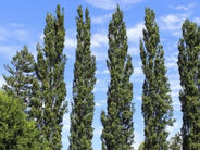 Դավթաշենում քաղաքացին բարդի տեսակի 45 ծառ է հատել