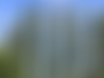 Դավթաշենում քաղաքացին բարդի տեսակի 45 ծառ է հատել