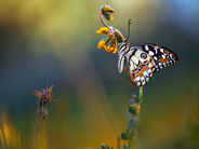 Ջերմաստիճանը կնվազի