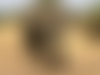 Անցած տարվա օգոստոսից դեկտեմբեր ամիսներին ավելի քան 160 փիղ է սատկել Զիմբաբվեի Հվանգե ազգային պարկում