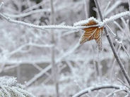 Ձյուն է տեղում