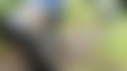 Քաղաքացին կնոջ և երեք երեխաների հետ Մաթոսավանք վանական համալիր տանող անտառամիջյան ճանապարհին մոլորվել էր