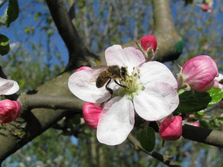 Օդի ջերմաստիճանն աստիճանաբար կբարձրանա ևս 3-6 աստիճանով