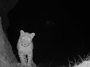 Նովա հովազը վերադարձել է Արարատի մարզ՝ Կովկասյան կենսաբազմազանության ապաստարան