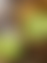 Ընդամենը 4 սննդամթերք կօգնեն ձեզ առողջ քուն ունենալ և ազատվել անքնությունից. այդ ցանկում է նաև կիվին