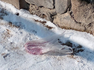 Նոր աղմուկ Երևանի կենդանաբանական այգու շուրջ