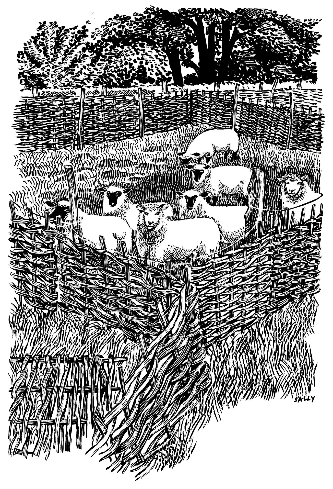 'Sheep in Hurdles' print
