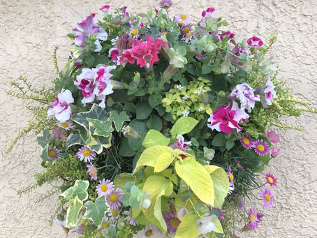 花の鉢植え受注販売!