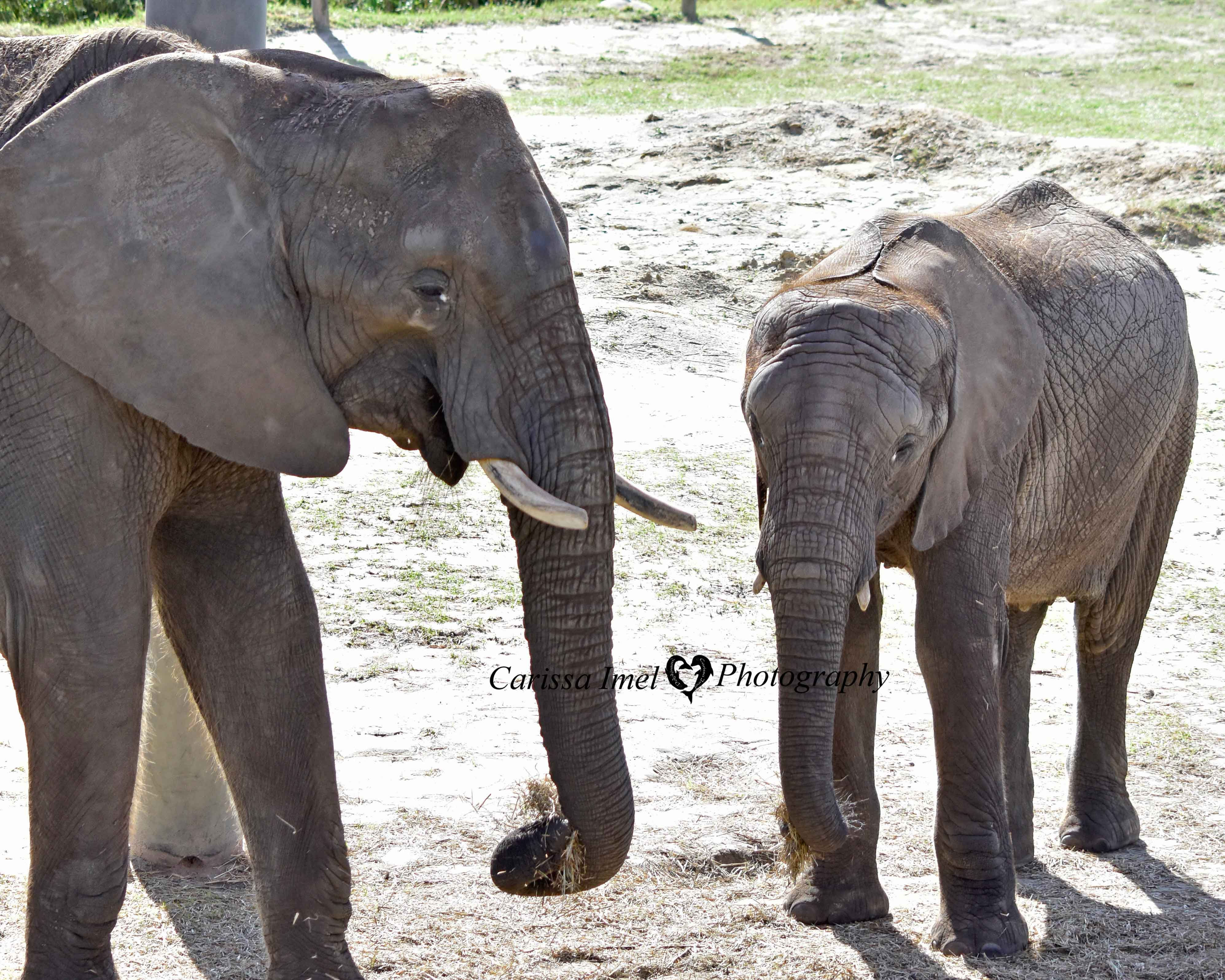 Stop Hay-ing with your Food