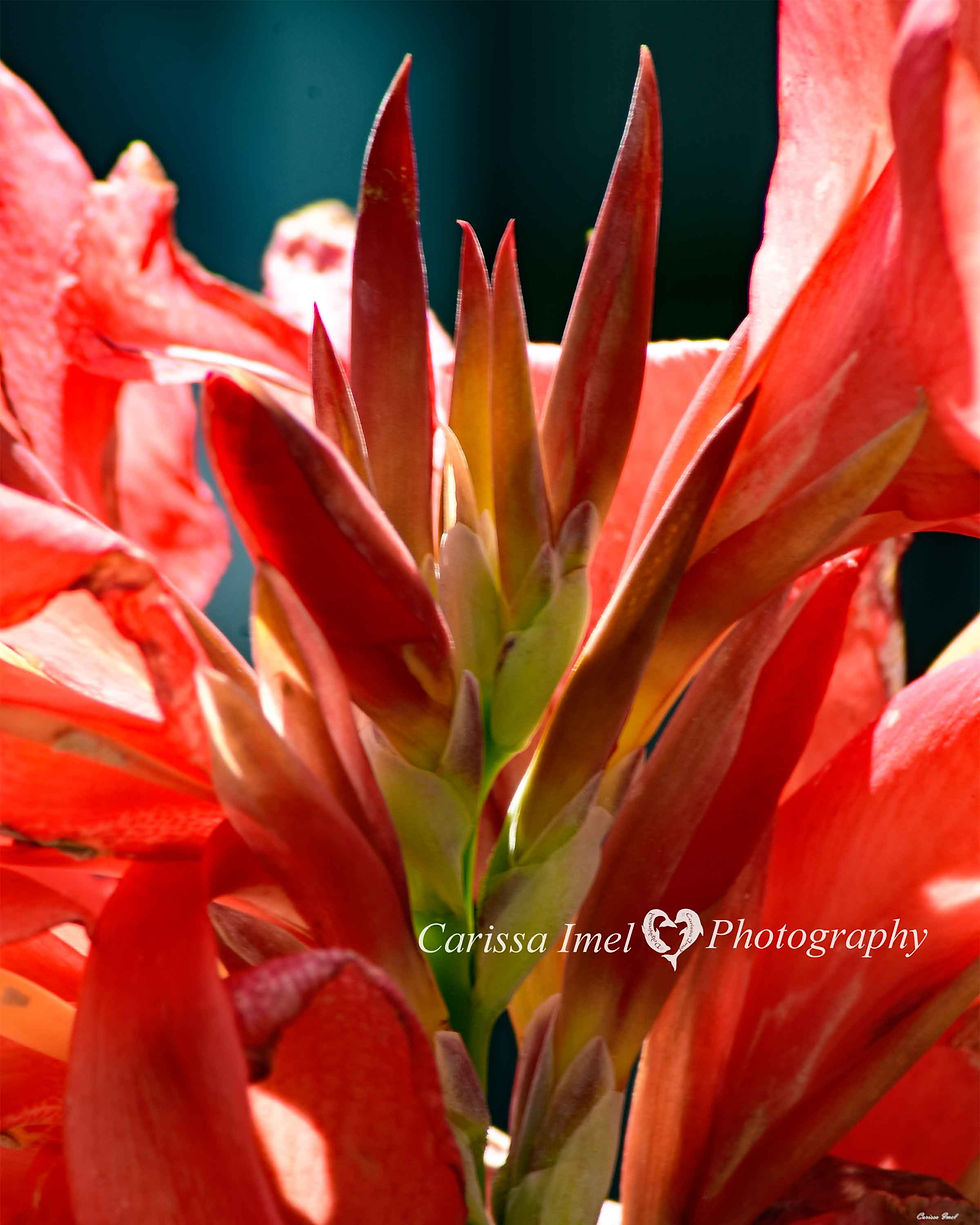 Designer Inspiration