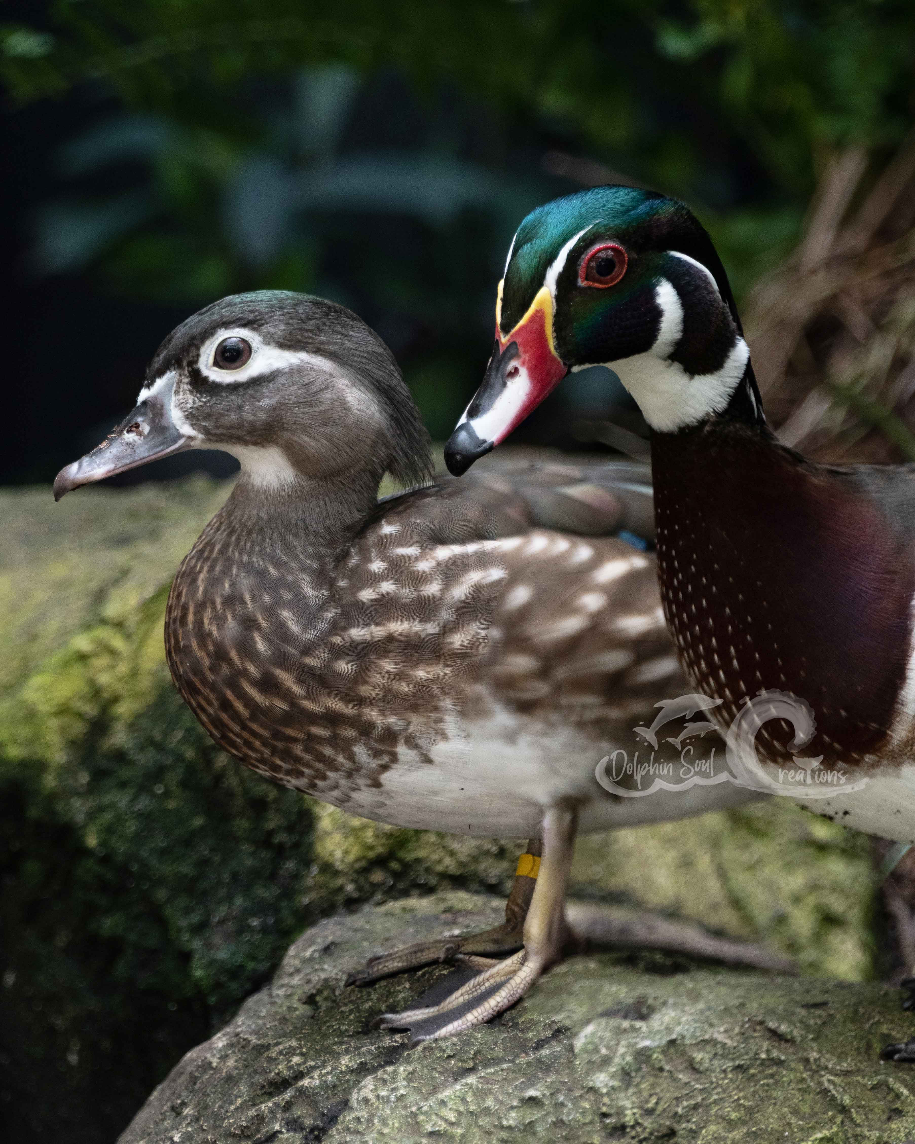 Who's the better camouflage?