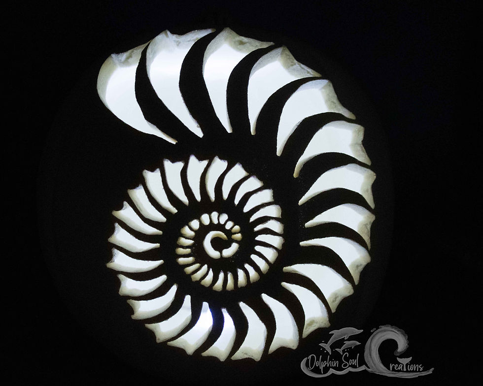 Thumbnail: Nautilus Shell