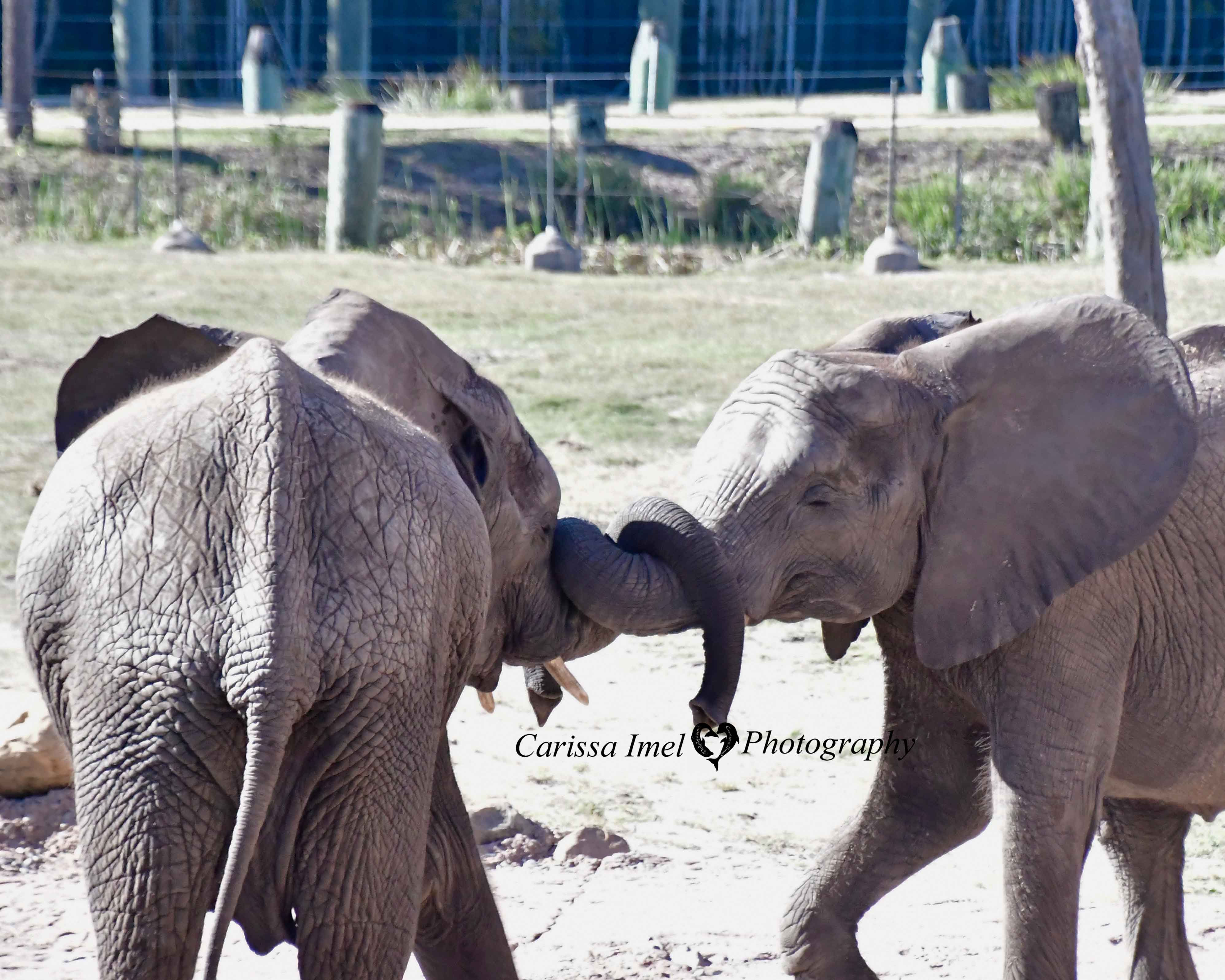 1, 2, 3, 4..I Declare a Trunk War!