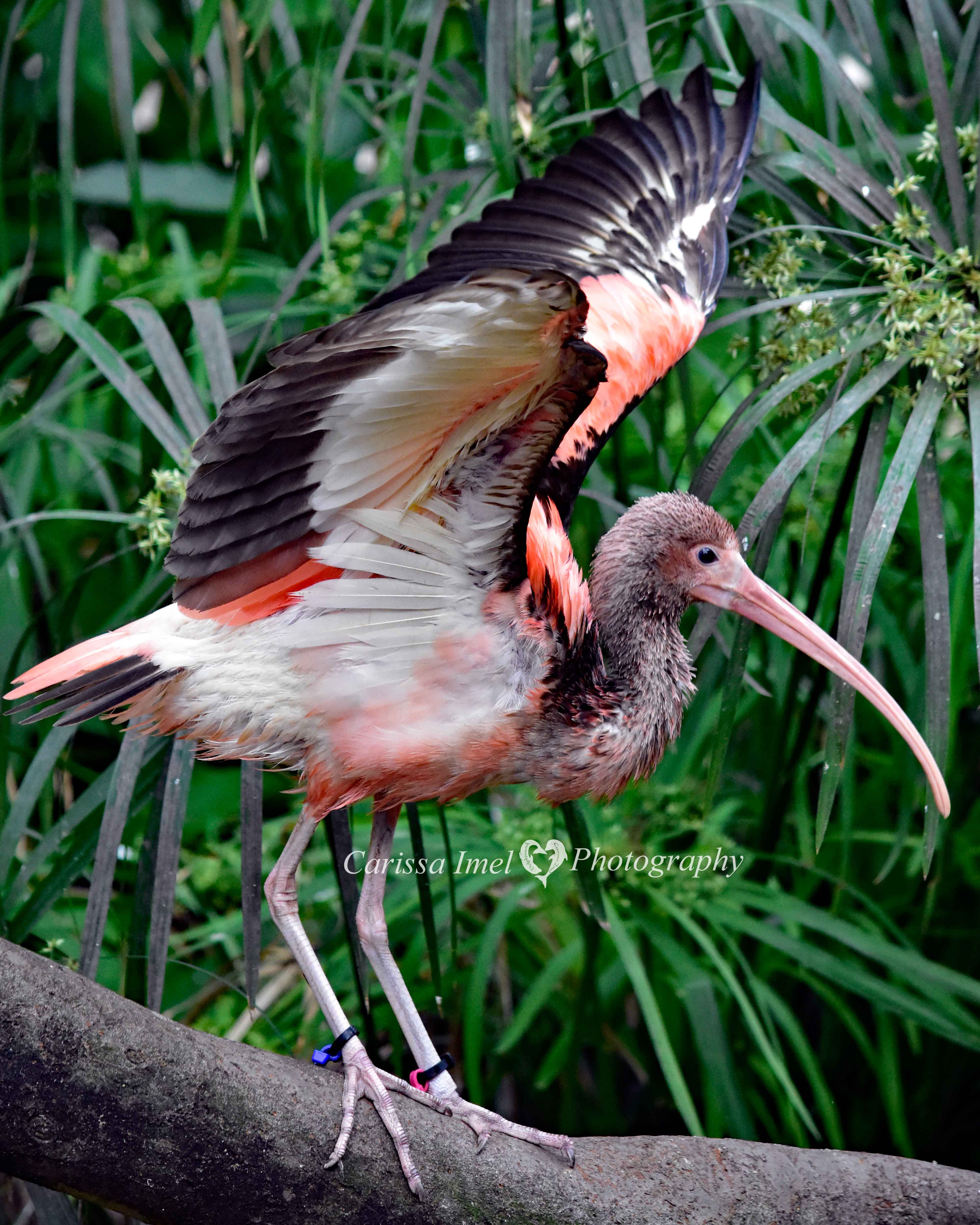 Prepare for Lift Off!