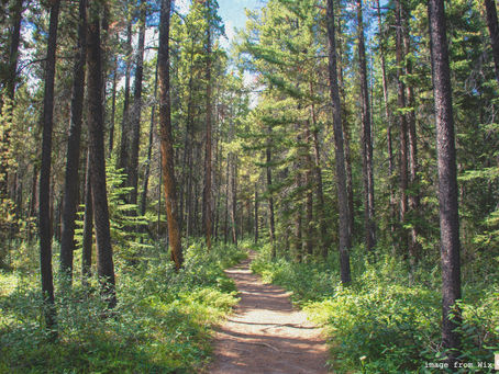 Sprouting Roots blog on 'Medium' (a writing platform)