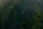 forest.jpg