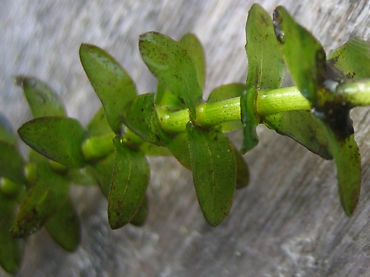 Elodea_canadensis.jpeg