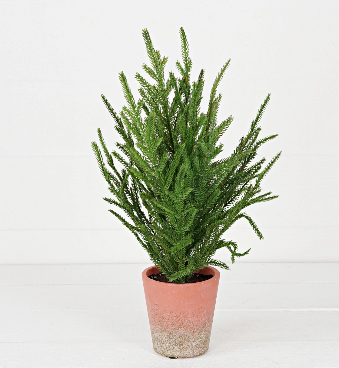 Soft Touch Evergreen Spruce Pine