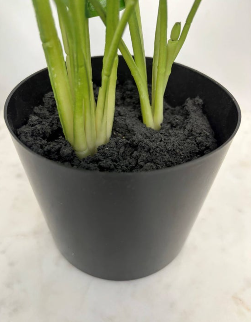 Thumbnail: Faux Marantaceae