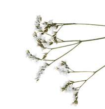D3B7B0F3-CF9F-4830-8C14-6D66C1F95929_edited_edited_edited.png