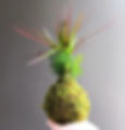 Kokedama Nosy Be