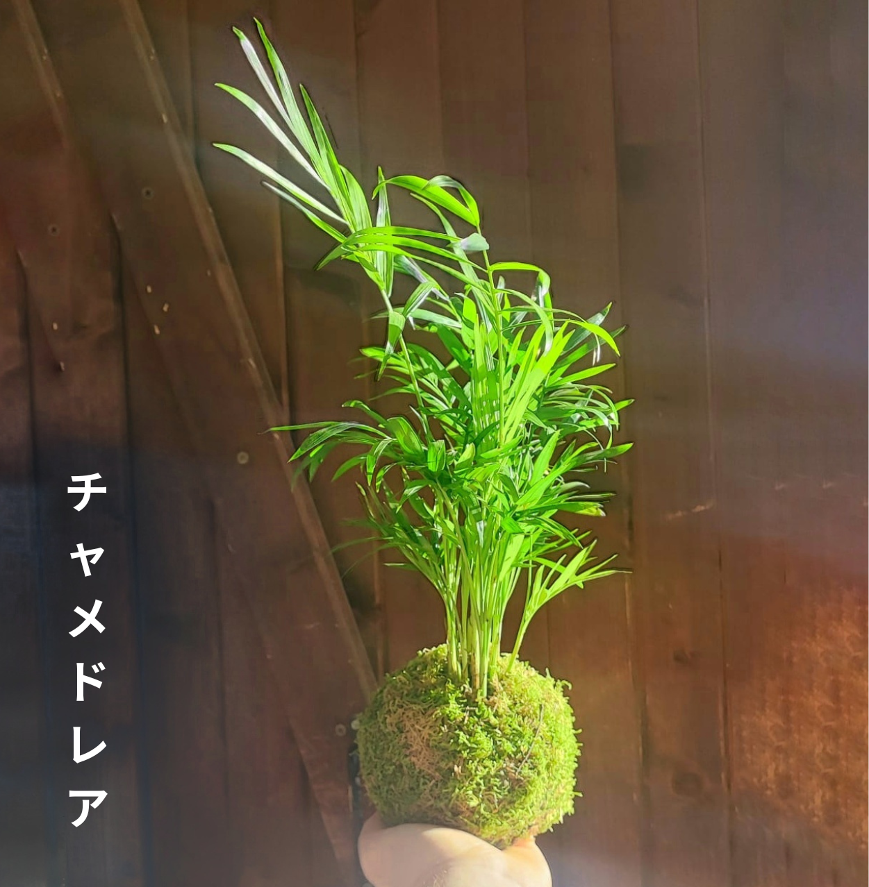 Kokedama Palmier M