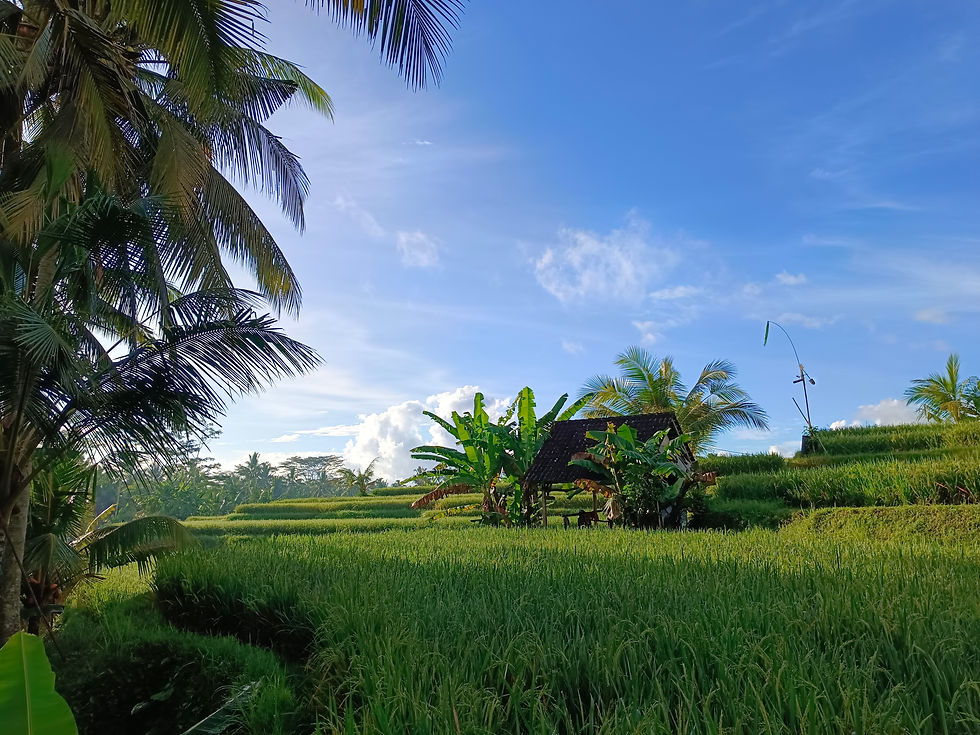 Grow with the Land – A Rice Farming Experience