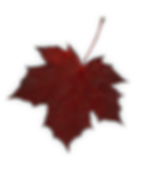 leaf 1 (shadow).png