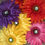 Thumbnail: Original Bloom Flower Pin