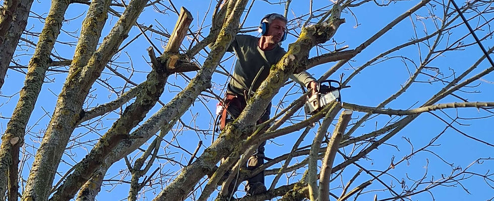 élagage d'un érable