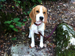 Beagles 2015 613.JPG